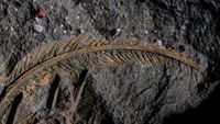 a fossilized feather