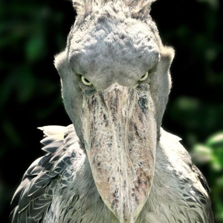 A shoebill (Balaeniceps rex) stork standing surrounded by plants and waiting.