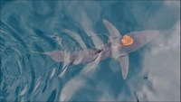 The oddity of an octopus riding a shark.