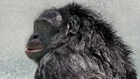 A dark-haired bonobo ape looks back over his shoulder after a shower