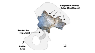 Fragment of a fossil hip bone from a human relative showing edges that are scalloped indicating a leopard chewed them.